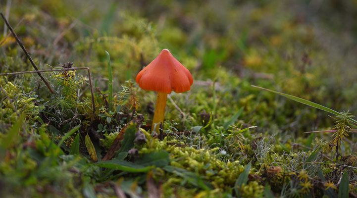 Zwartwordende wasplaat