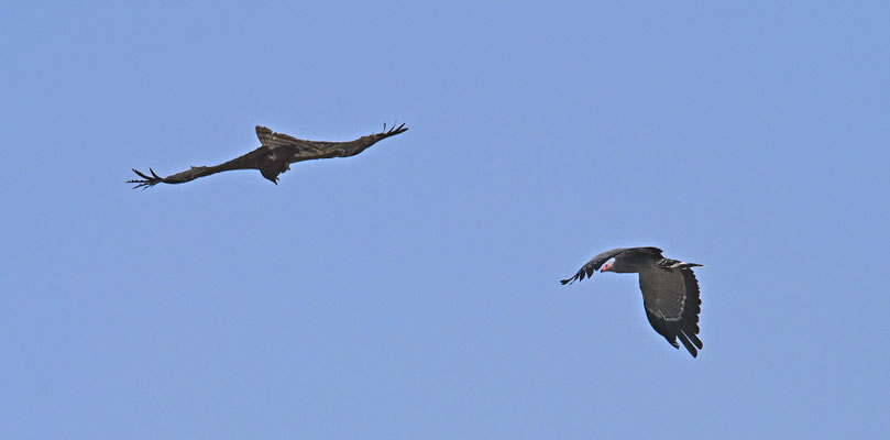Polyboroides typus - African Harrier-Hawk
