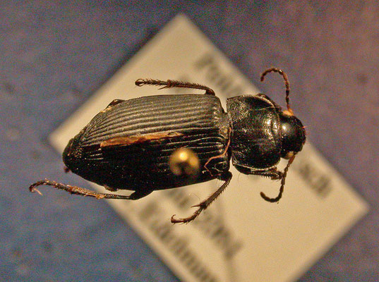 Anisodactylus binotatus - Gewone roodkruin