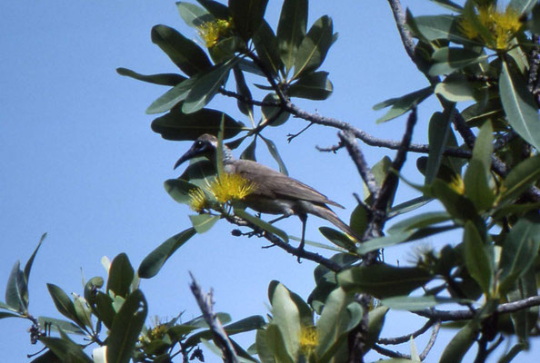 Little Friarbird