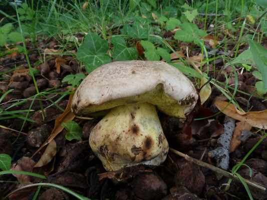 Caloboletus radicans - Wortelende boleet