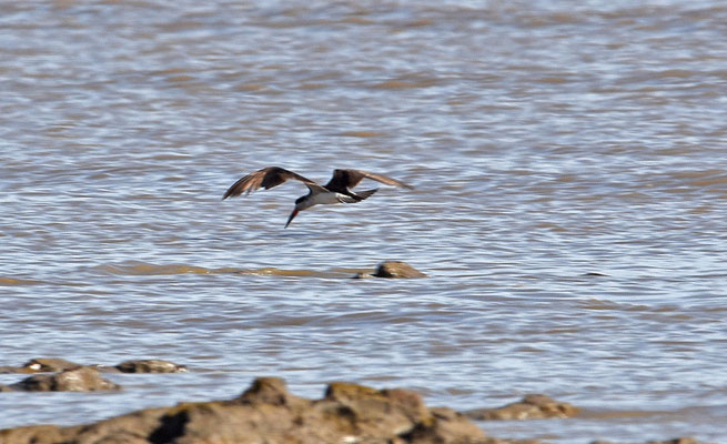 Black Skimmer