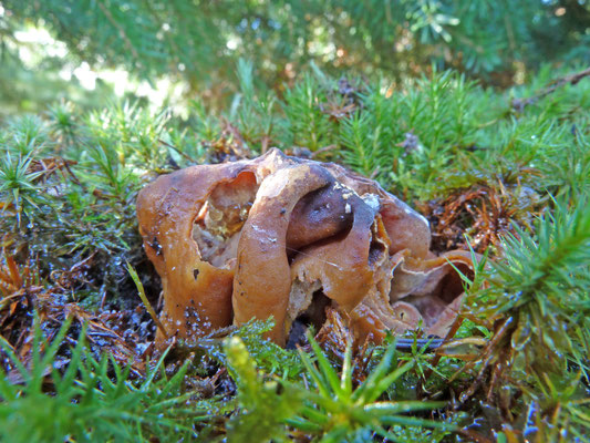 Hydnotrya confusa  - Flappensporige doolhoftruffel