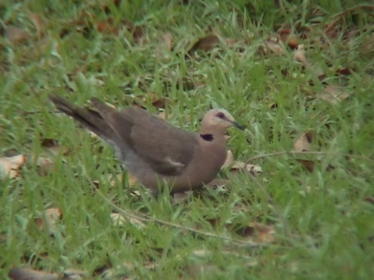 Red-eyed Pigeon