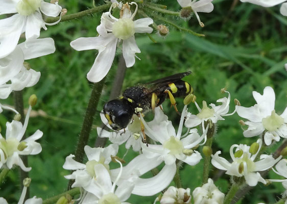 Ectemnius continuus