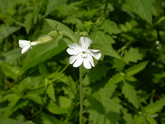 Silene noctiflora - Nachtkoekoeksbloem