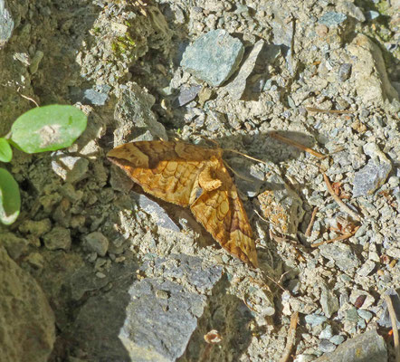 Eulithis populata  -Gewone agaatspanner