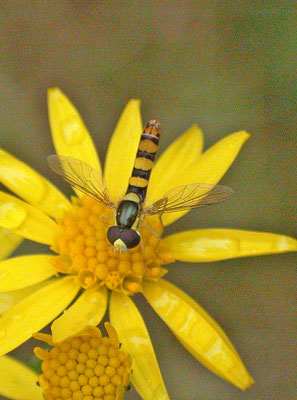 Sphaerophoria scripta - Grote langlijf