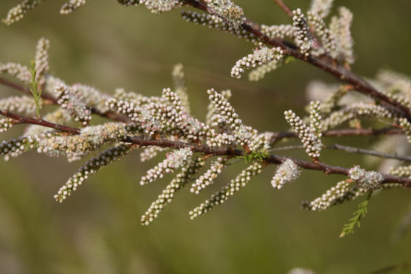 Tamarix spec. - Tamarisk spec.