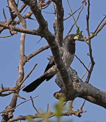 Crinifer piscator - Western Grey Plantain-eater