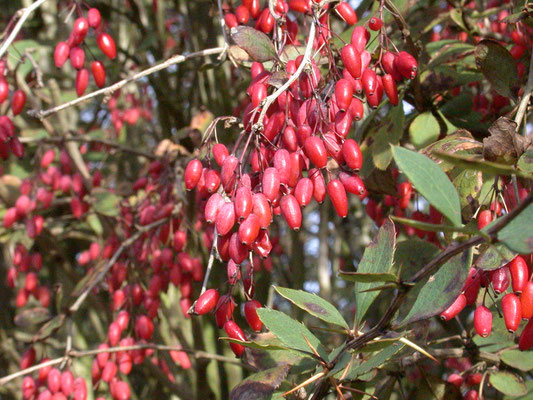 Berberis vulgaris - Zuurbes