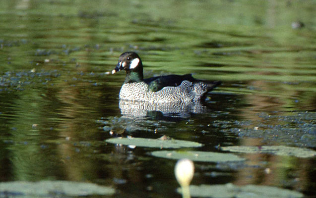 Green Pygmee Goose