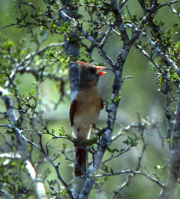 Northern Cardinal, female