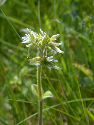 Cerastium glomeratum - Kluwenhoornbloem