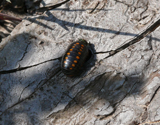 Glomeris guttata