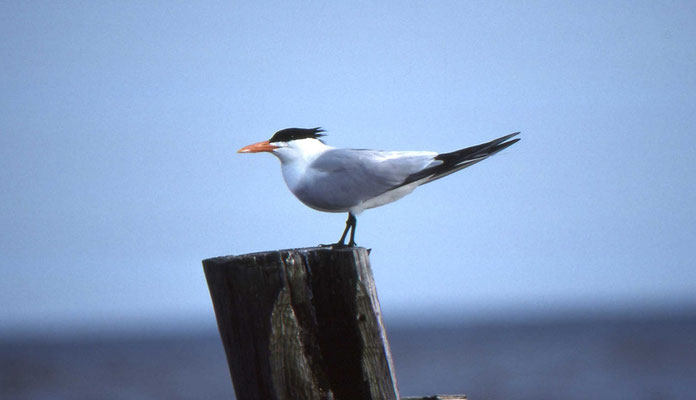 Royal Tern