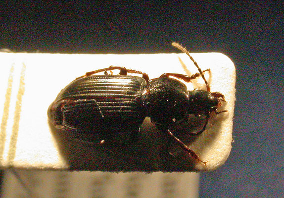 Pterostichus vernalis