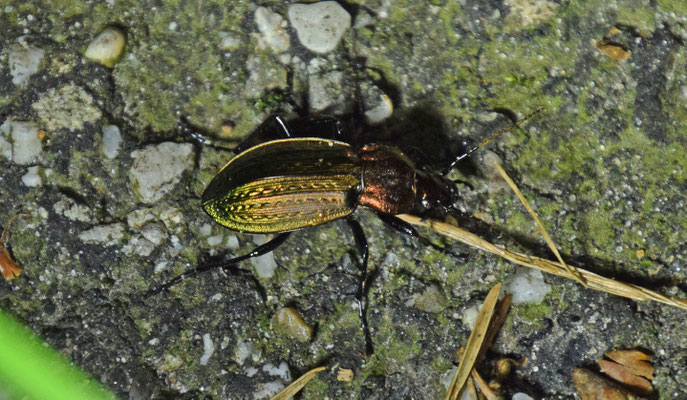 Carabus arcensis - Heideschallebijter