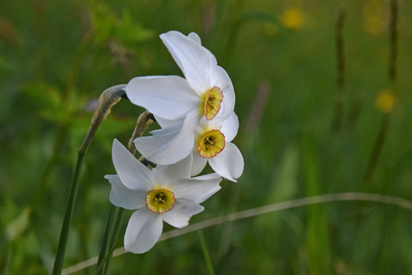 Narcissus poeticus - Fazantoognarcis