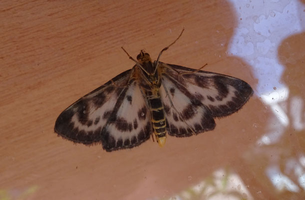 Anania hortulata - Bonte brandnetelmot