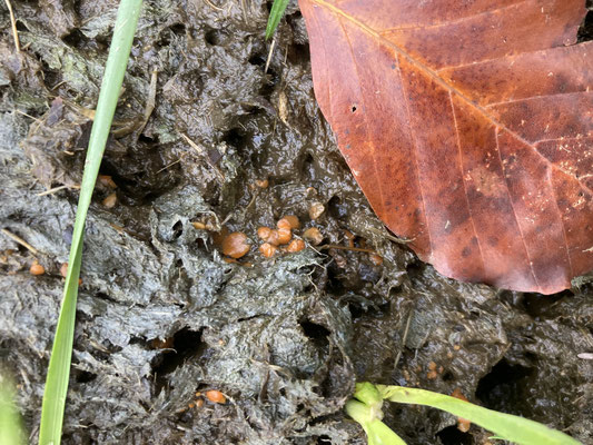 Cheilymenia granulata - Oranje mestzwammetje