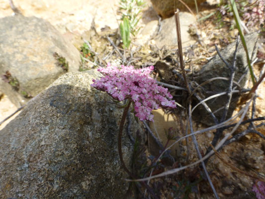 Daucus muricatus