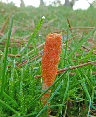 Cordyceps militaris - Rupsendoder