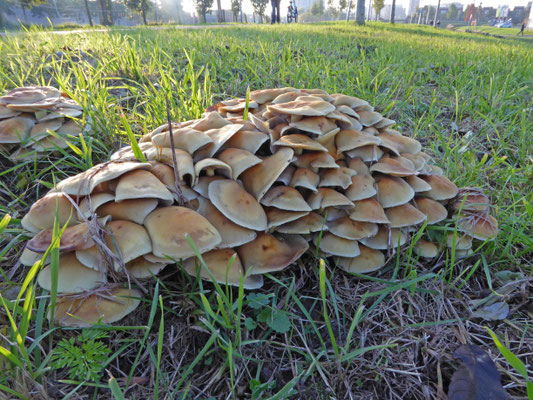 Hypholoma fasciculare - Gewone zwavelkop