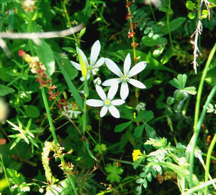 Ornithogalum montanum - Bergvogelmelk