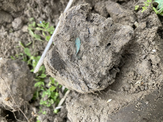 Willemscent in de grond op land langs de Achterzeedijk