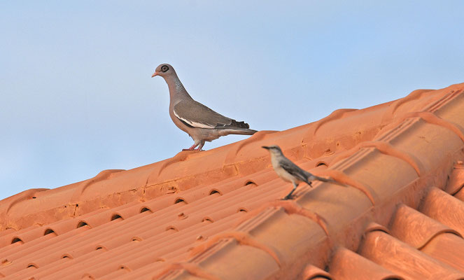 Bare-eyed Dove