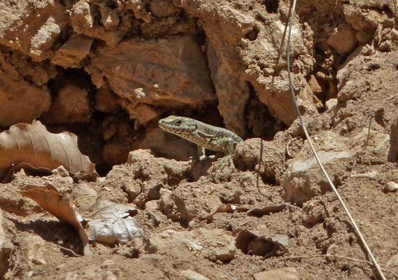 Podarcis muralis