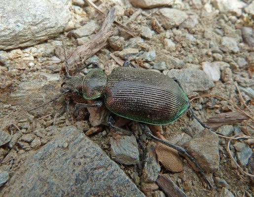 Calosoma inquisator