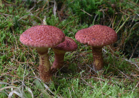 Roodschubbige ringboleet