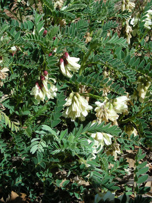 Astragalus lusitanicus