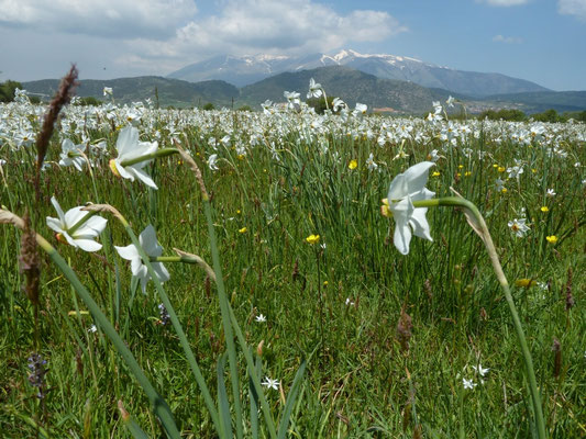 Narcissus serotinus