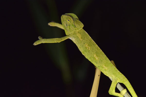 Europese kameleon (Chameleo chameleon)