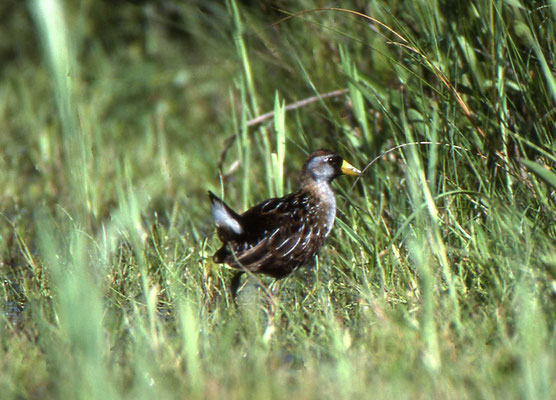 Sora Rail