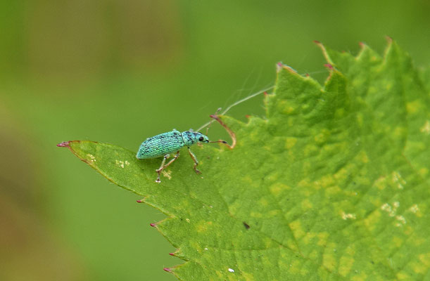 Polydrusus formosus - Groene struiksnuitkever