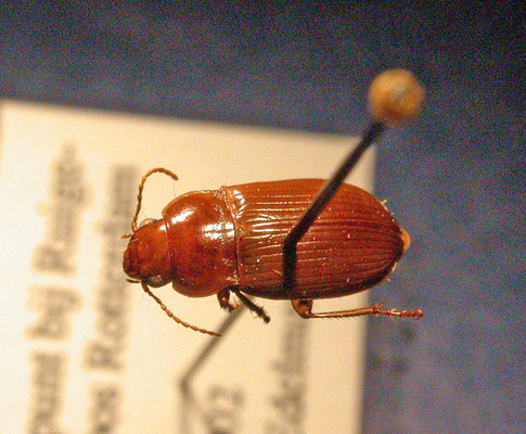 Amara fulva