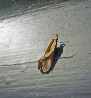 Harpella forficella - Bruine molmboorder