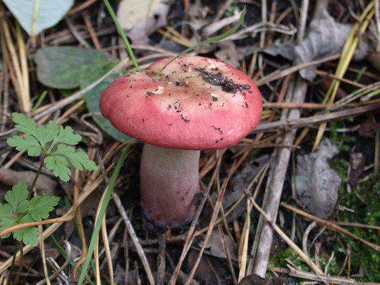 Russula xerampelina - Roodvoetrussula
