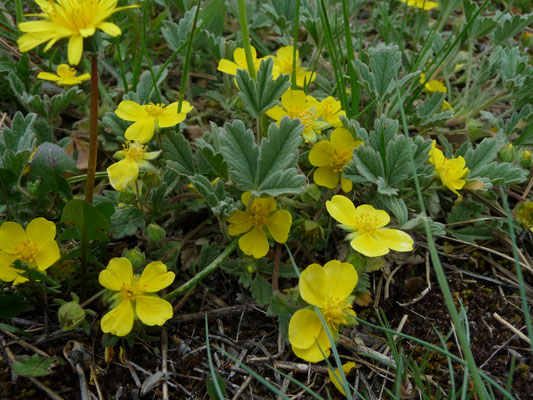 Potentilla cinerea