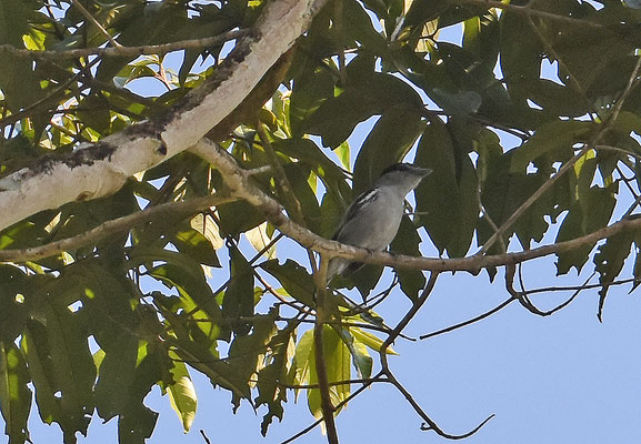 Black-capped Becard, male
