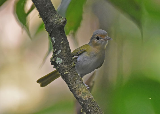 Buff-cheeked Greenlet