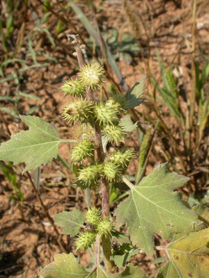 Xanthium strumarium - Late stekelnoot