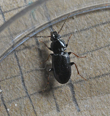 Pterostichus minor - Moeraszwartschild