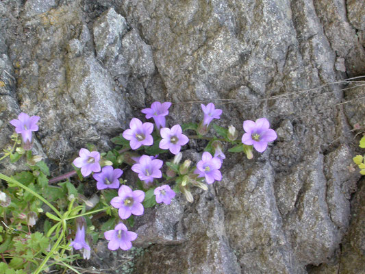 Campanula lirata