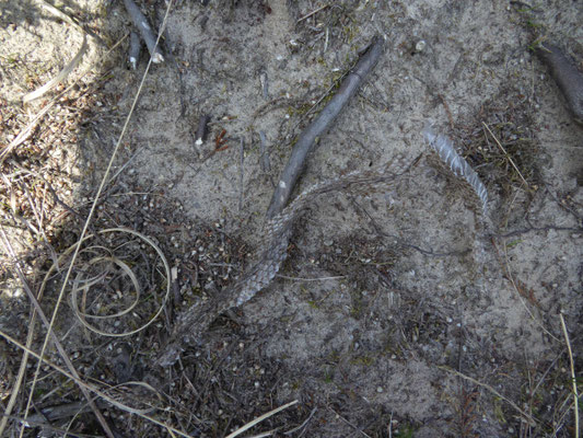 huidje van adder (Vipera berus)