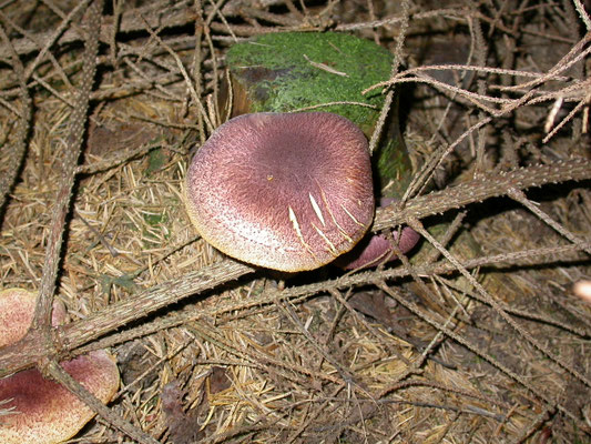 Tricholomopsis rutilans - Koningsmantel